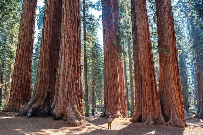 Parque Nacional de Sequoia